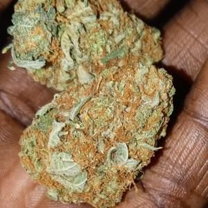 Meet your Posher, Lenard